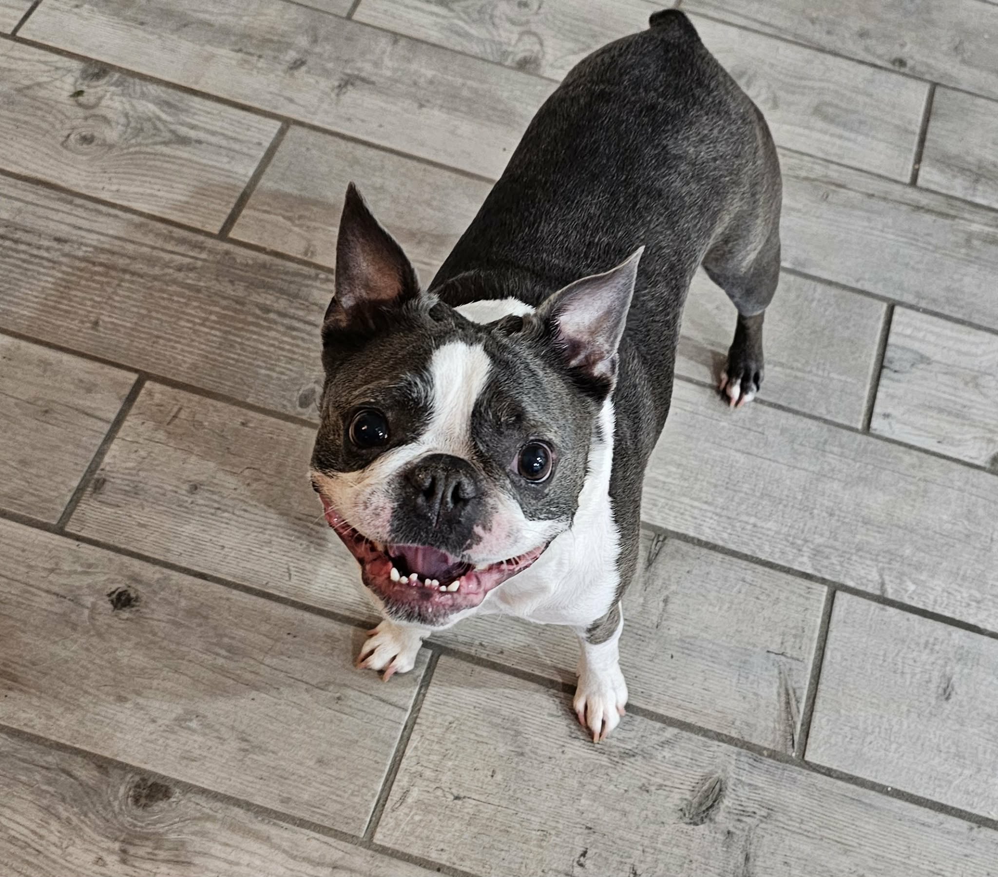 Happy Boston Terrier smiling up at the camera