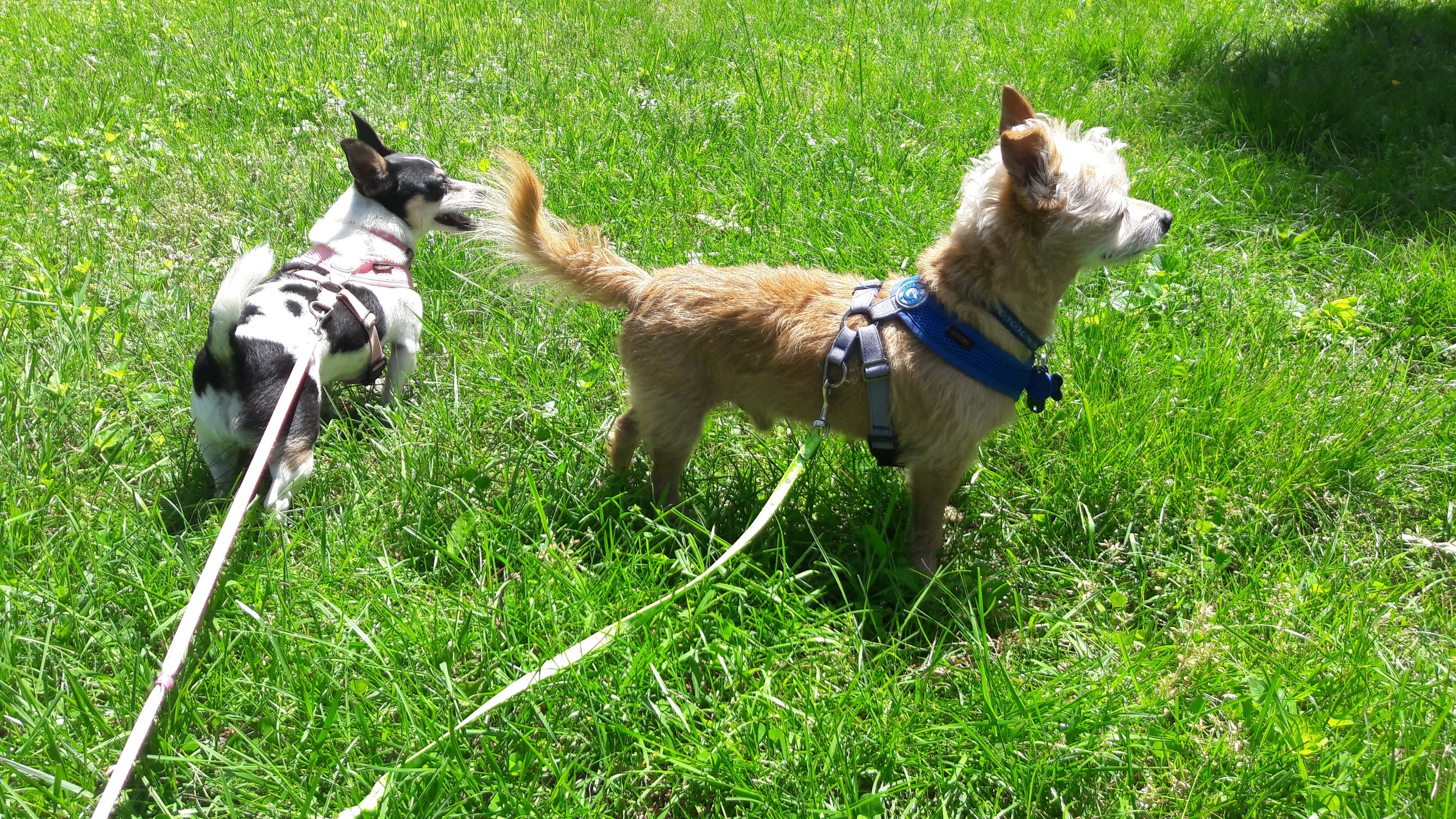 Charlie and friends in the grass