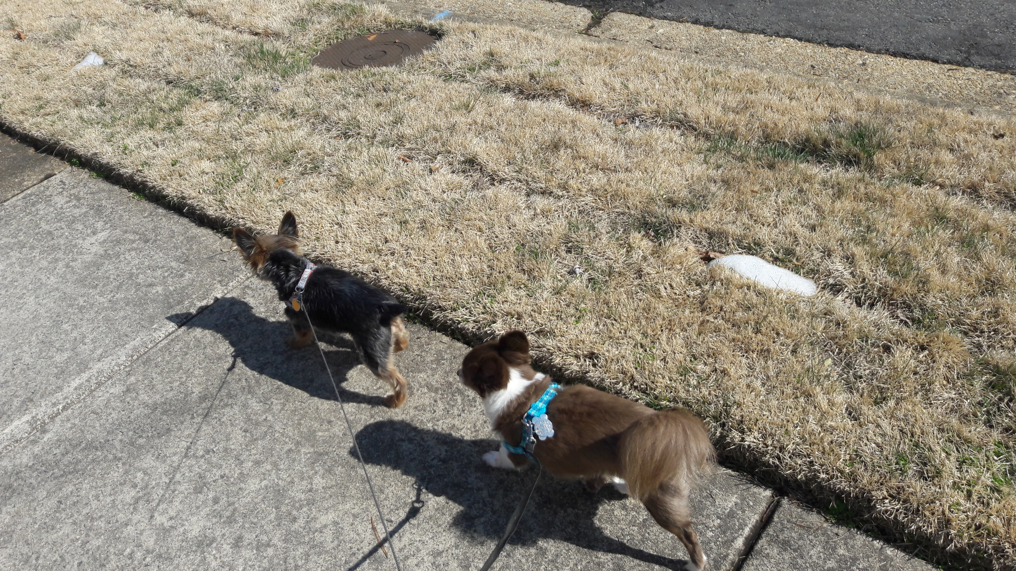 Coco and Pip on a neighborhood walk