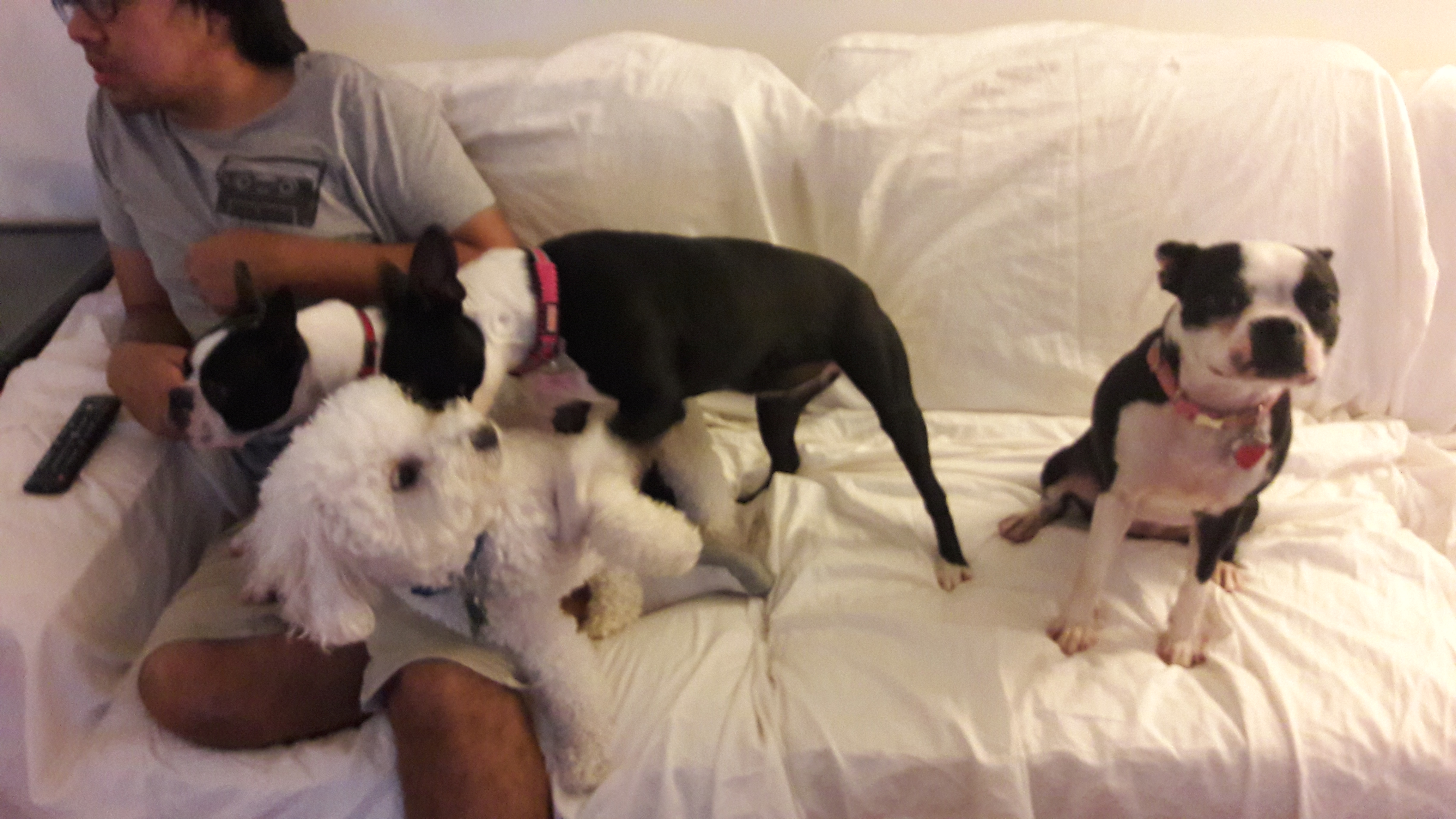 Mochi and friends on the couch