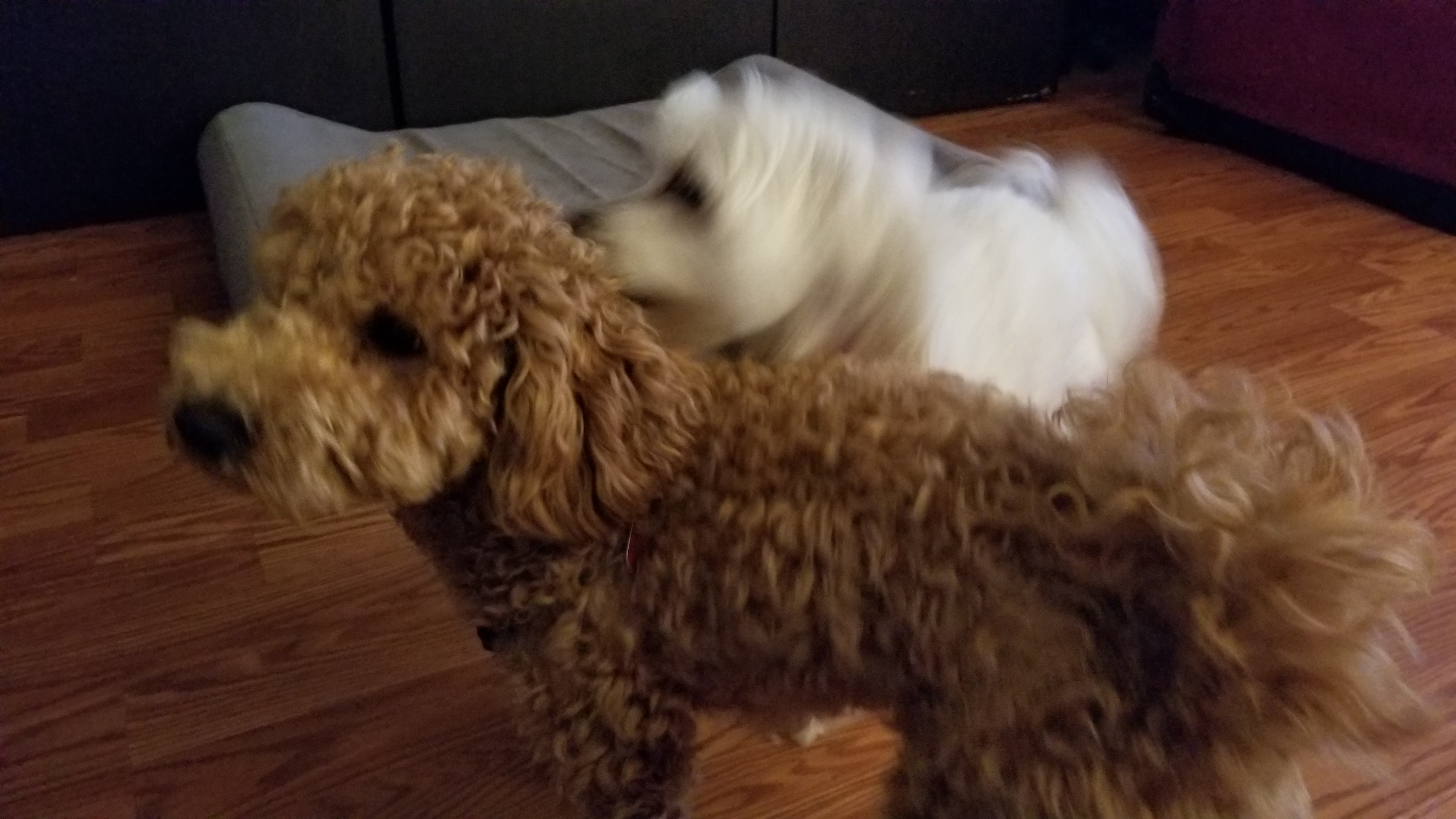 Oliver the Golden Doodle