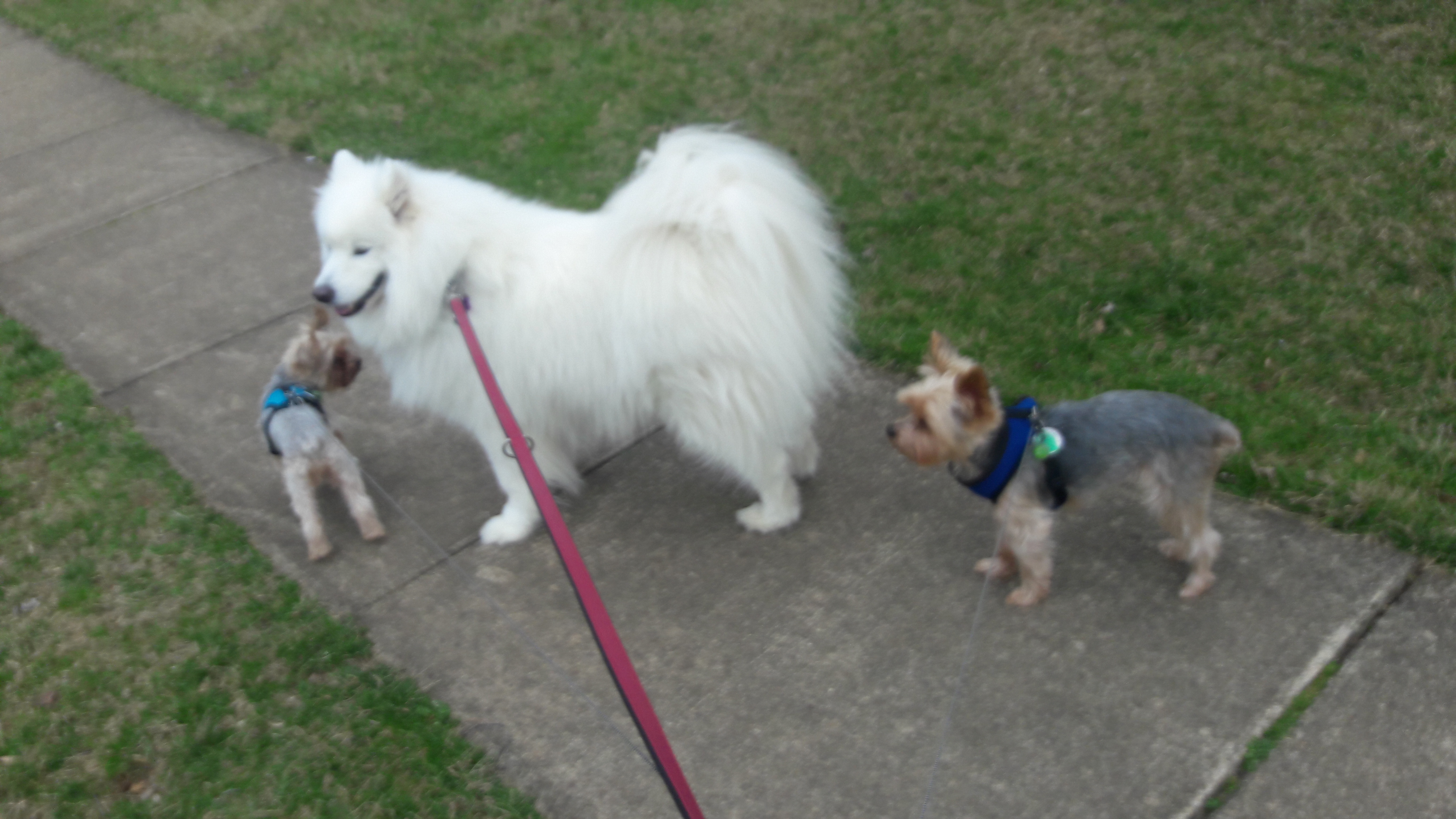 Sadie the Samoyed on a group walk