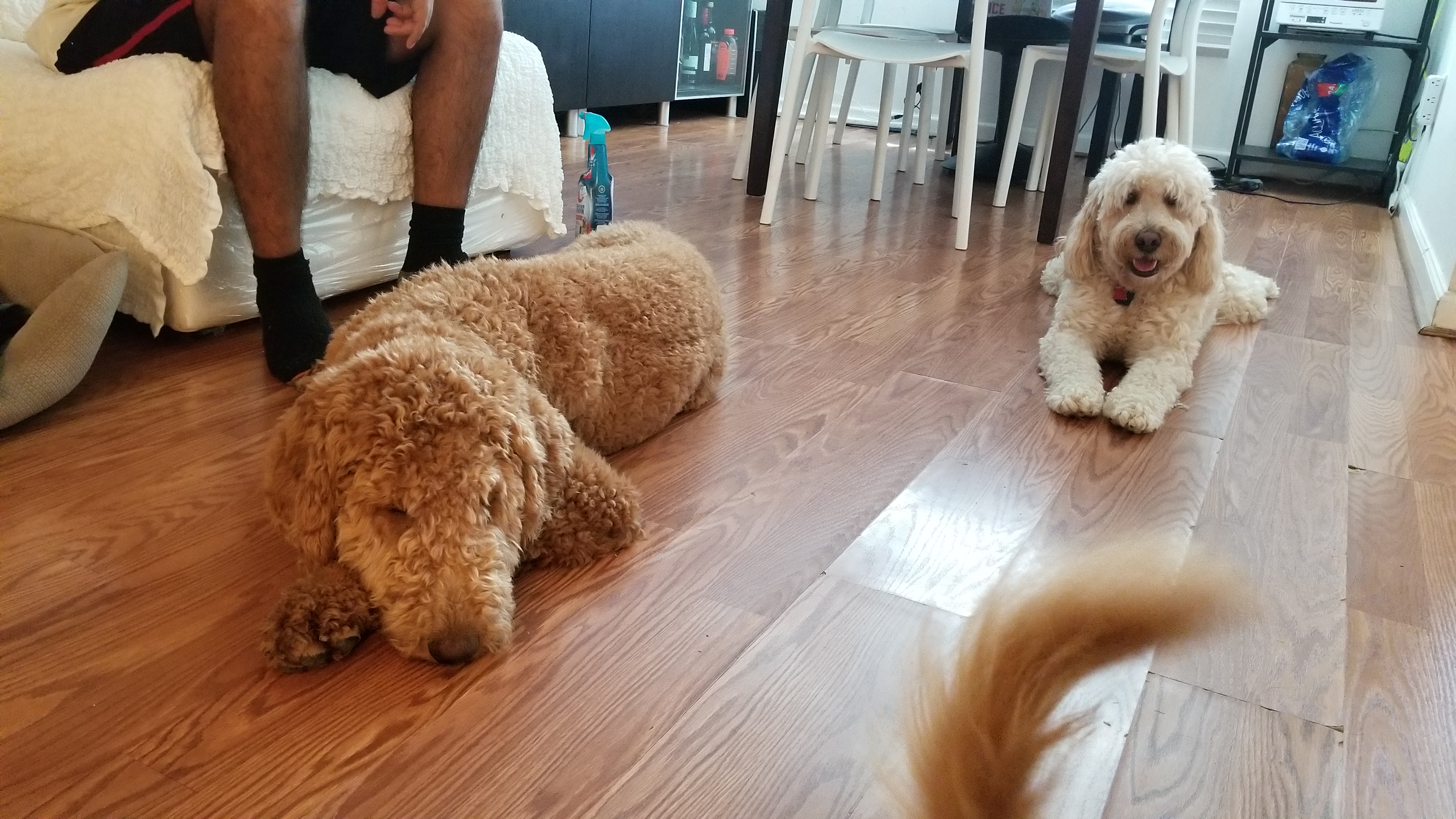 Teddy the cream Golden Doodle