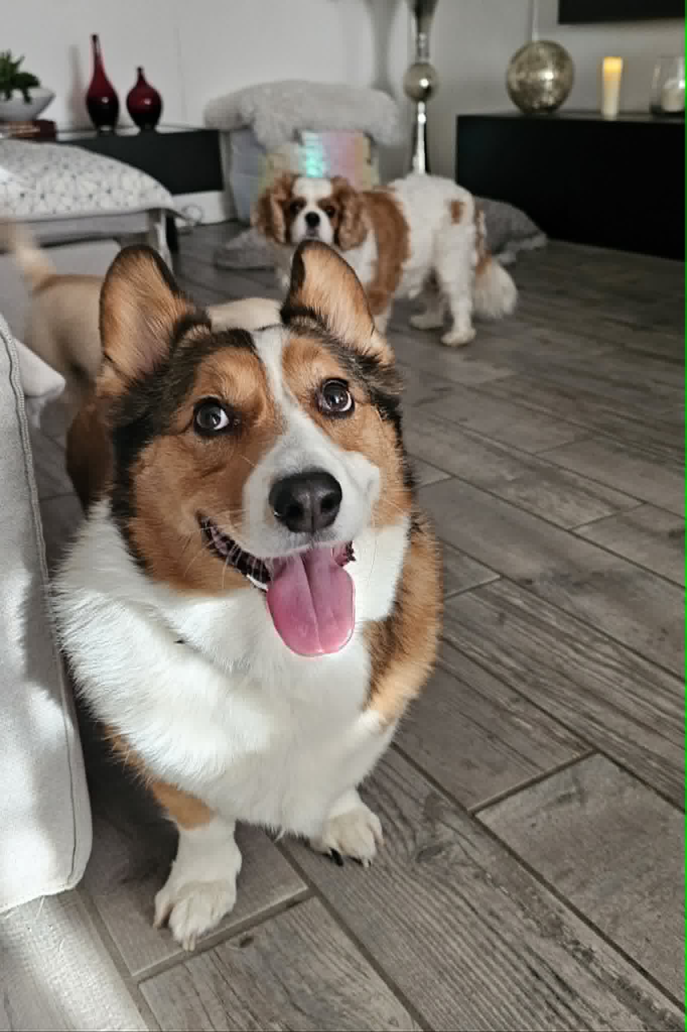 Zeus the Corgi — Dog of the Month May 2026