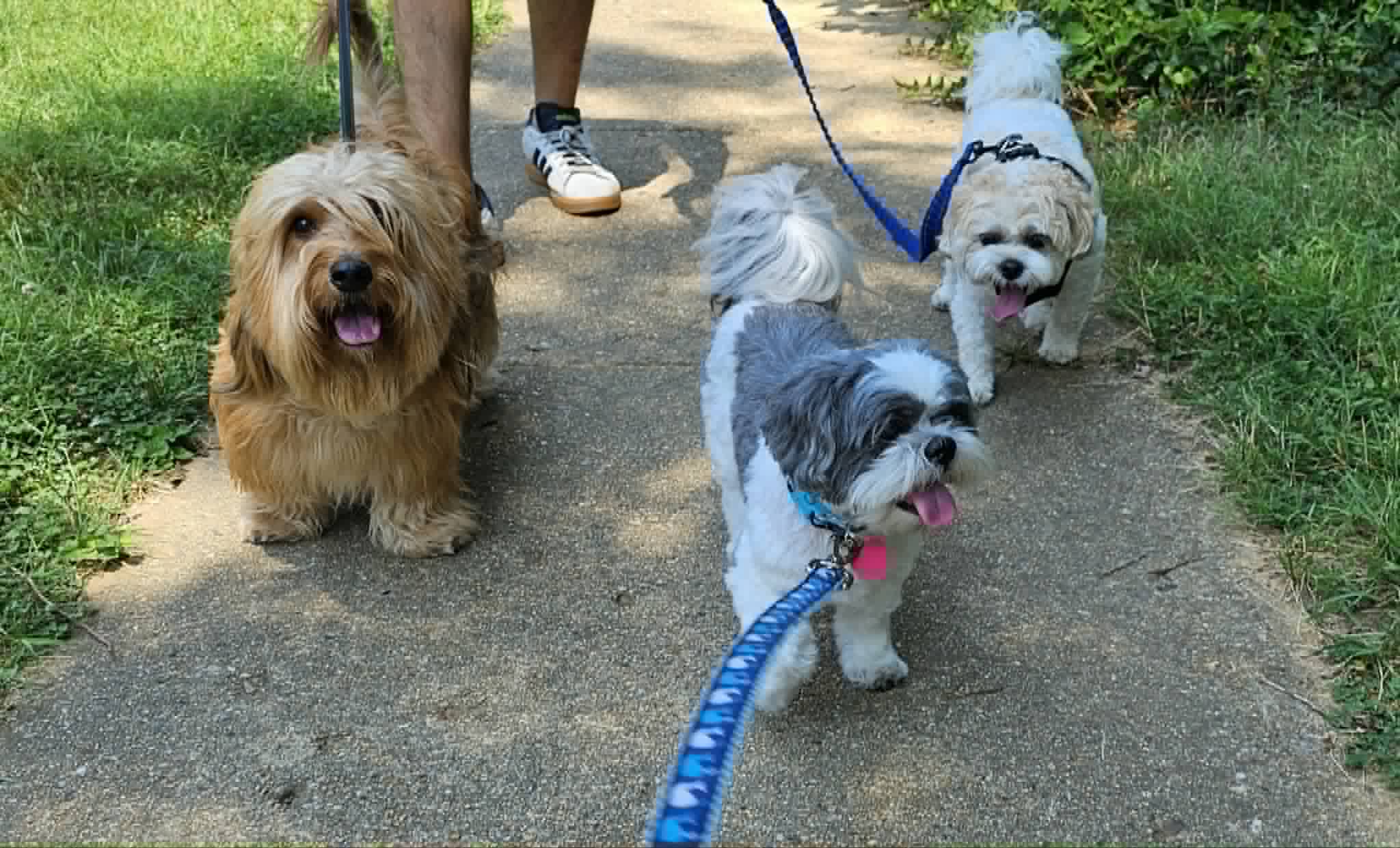 Three dogs on a group walk through the park
