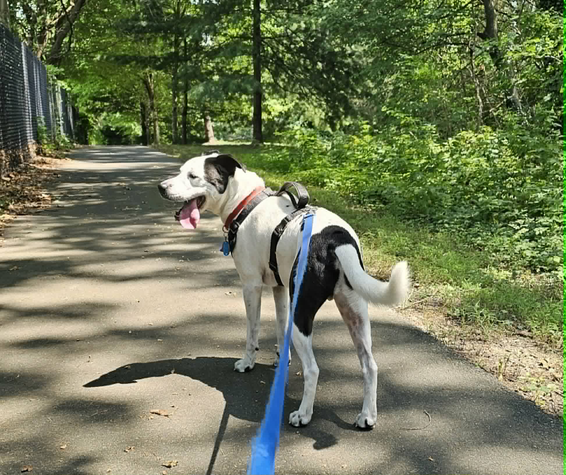 Black and white dog enjoying a trail walk