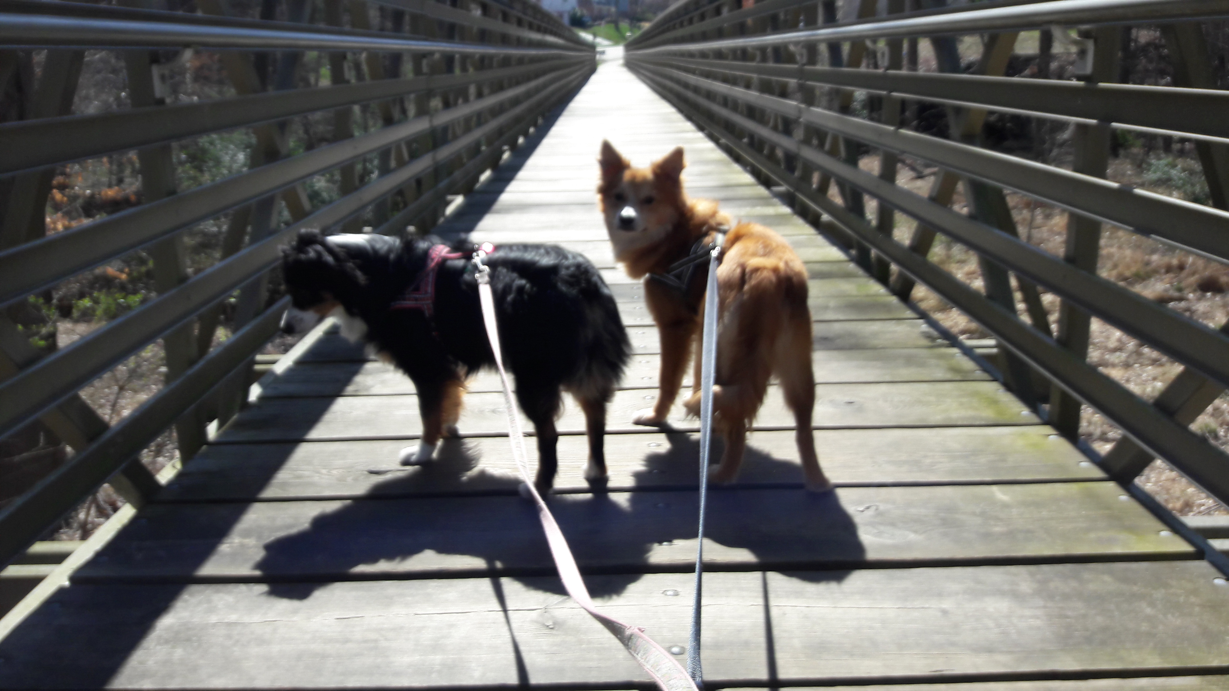 Two dogs on a scenic bridge walk