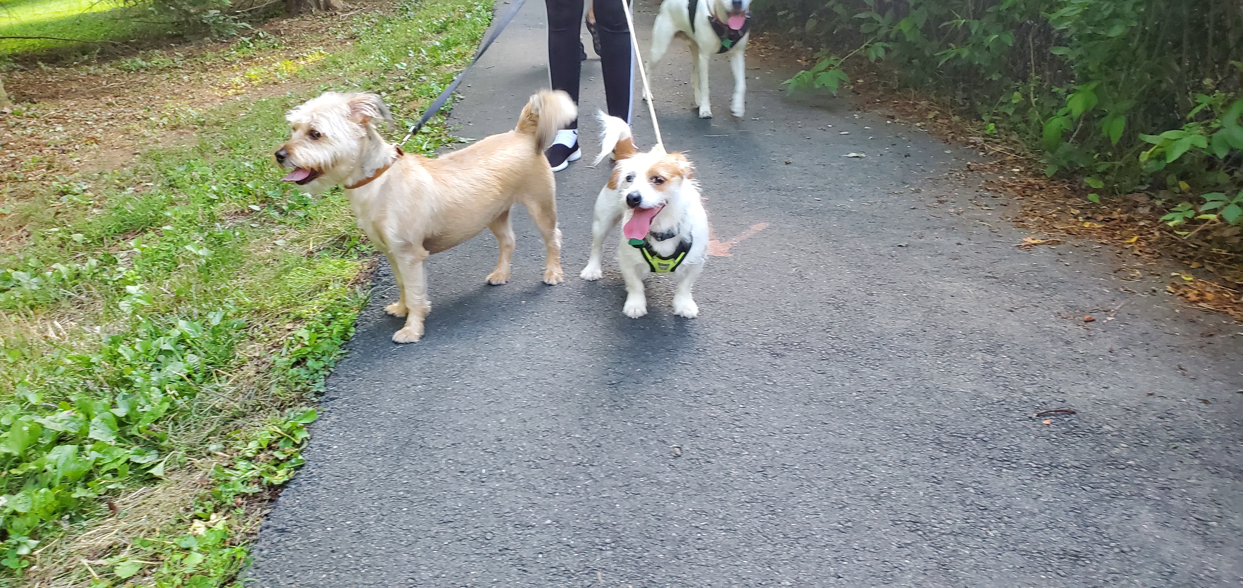 Happy dogs on a trail walk