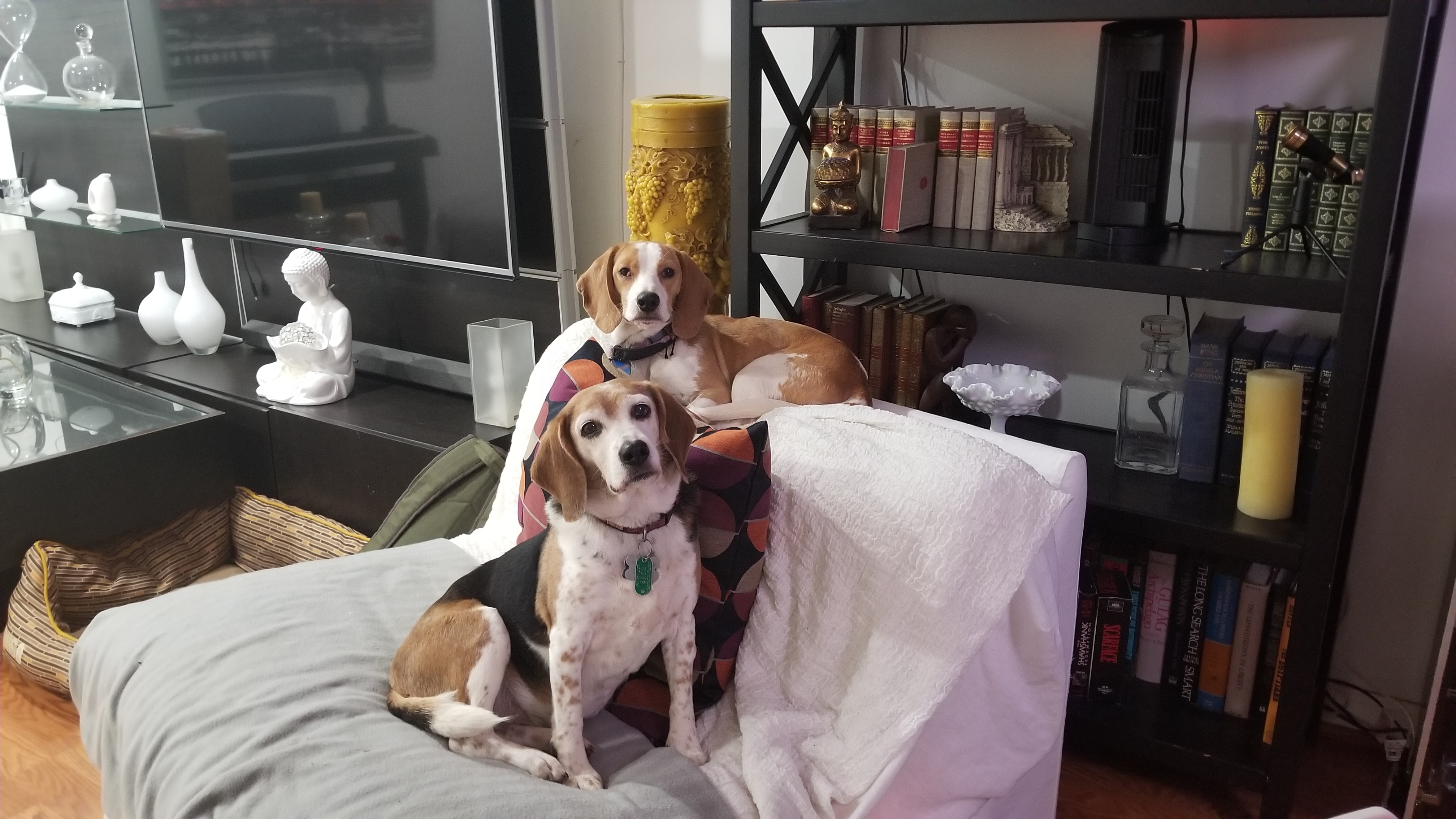 Two beagles relaxing at home