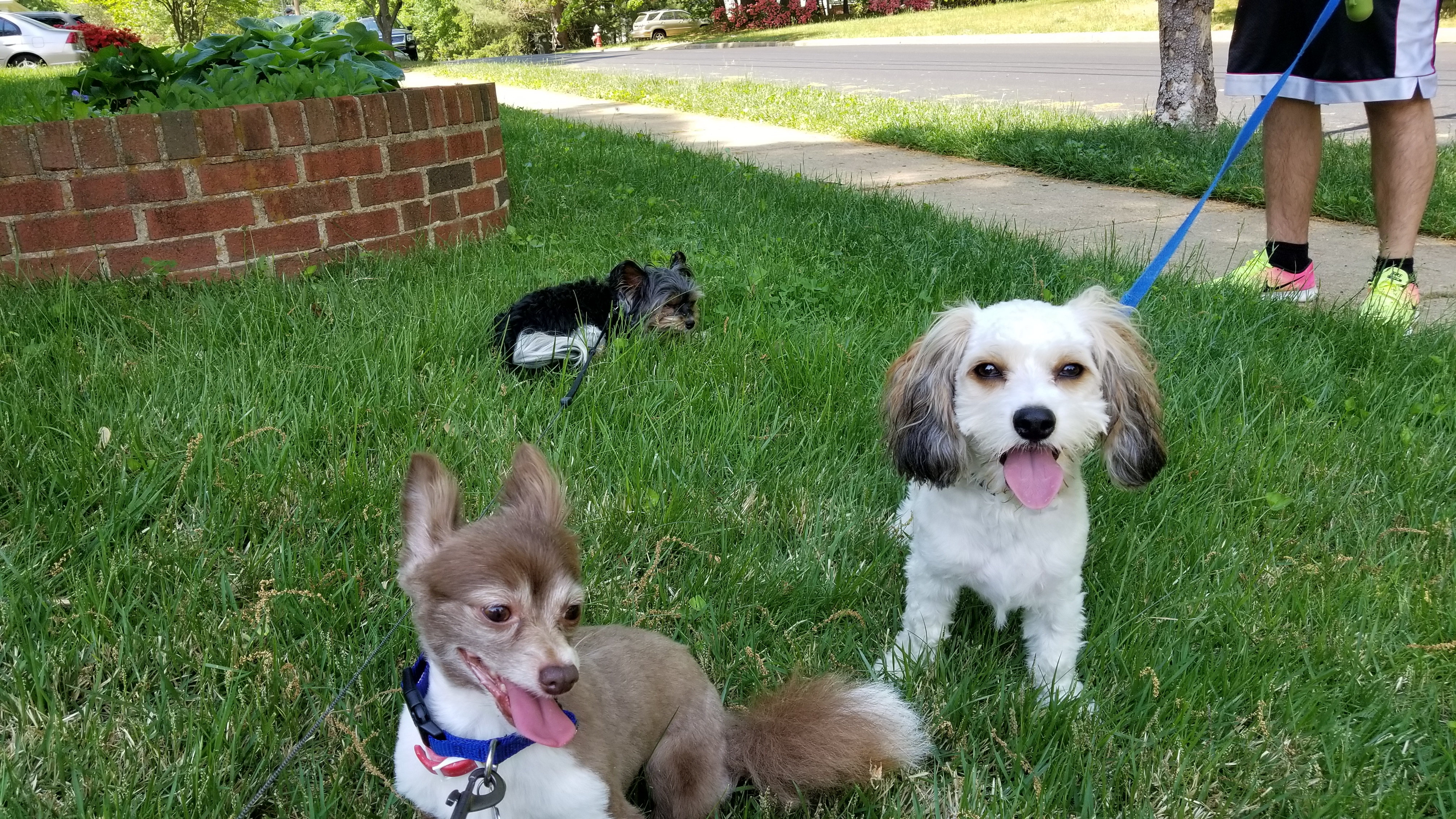 Three happy dogs enjoying a walk