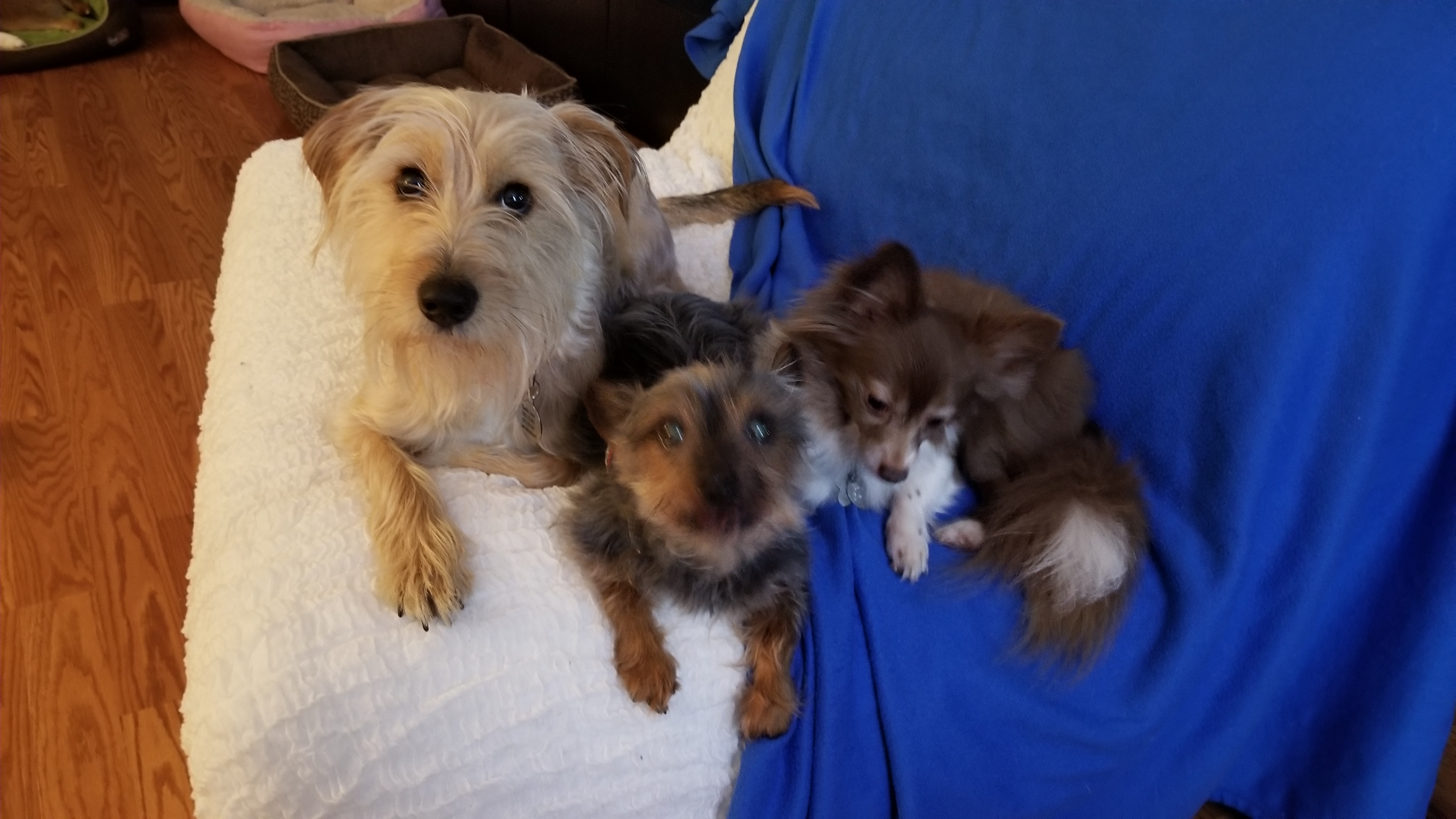 Three fluffy dogs looking up adorably