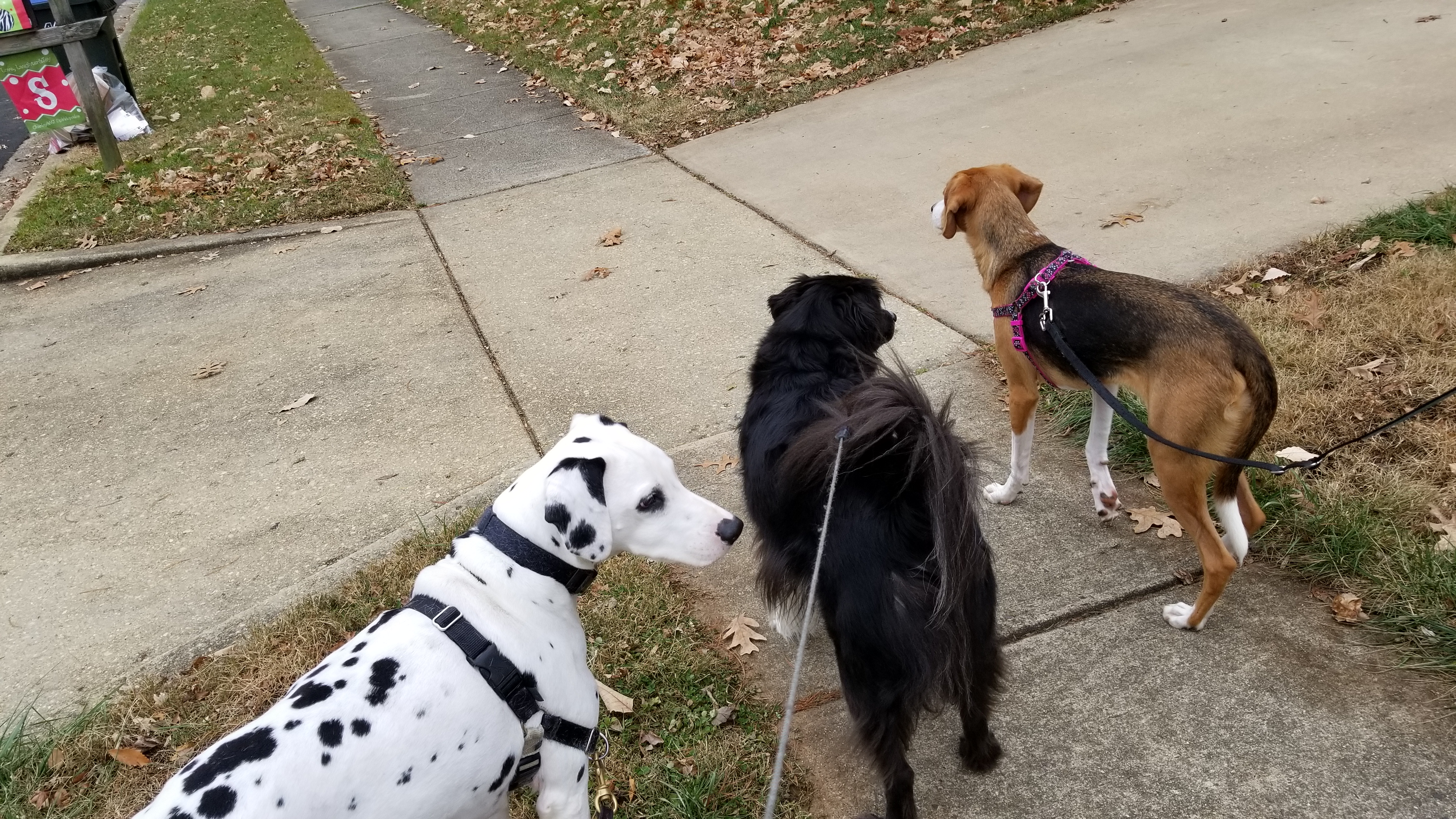 Dalmatian and friends on a neighborhood walk