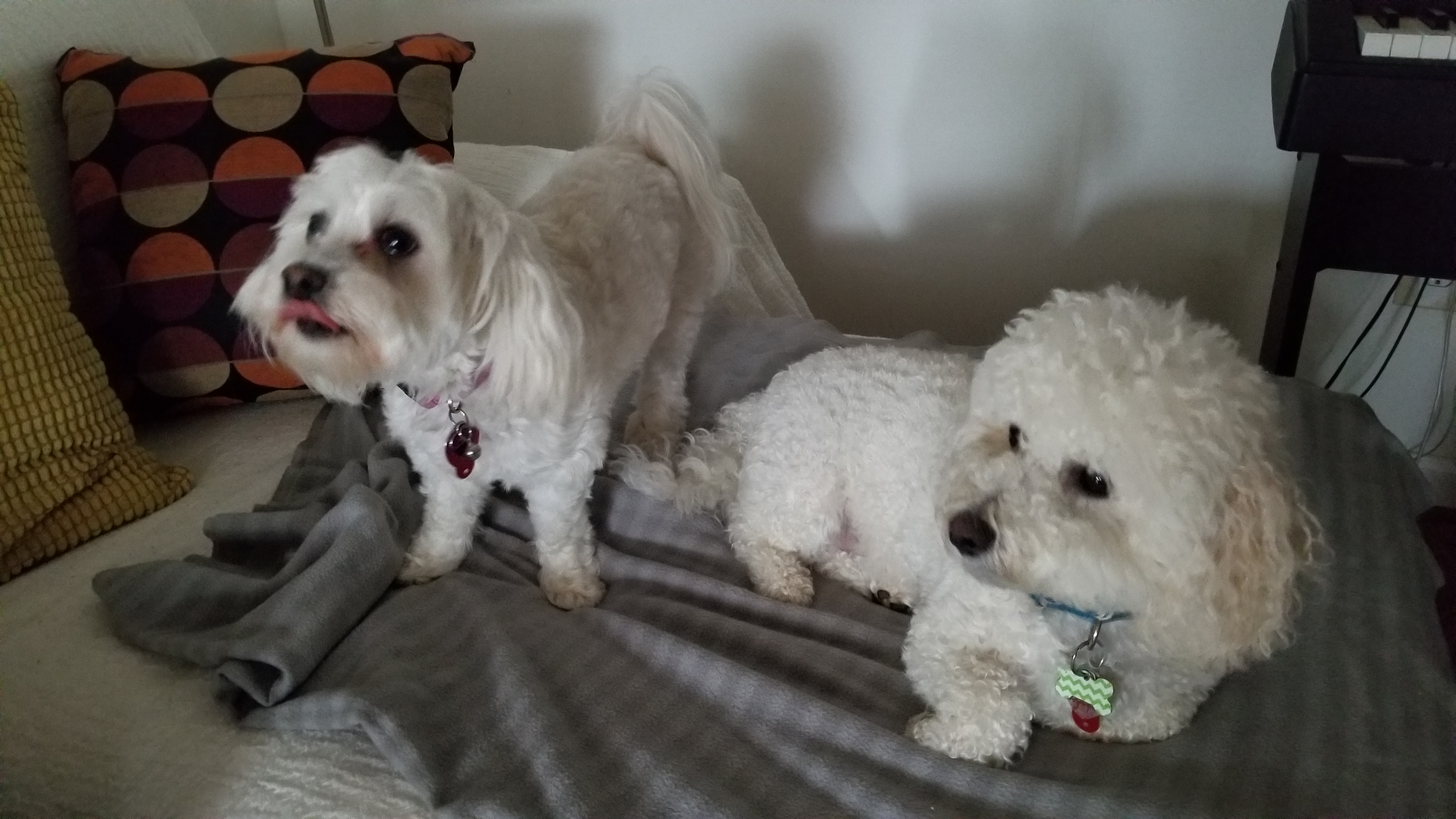 Two fluffy white dogs relaxing on the couch