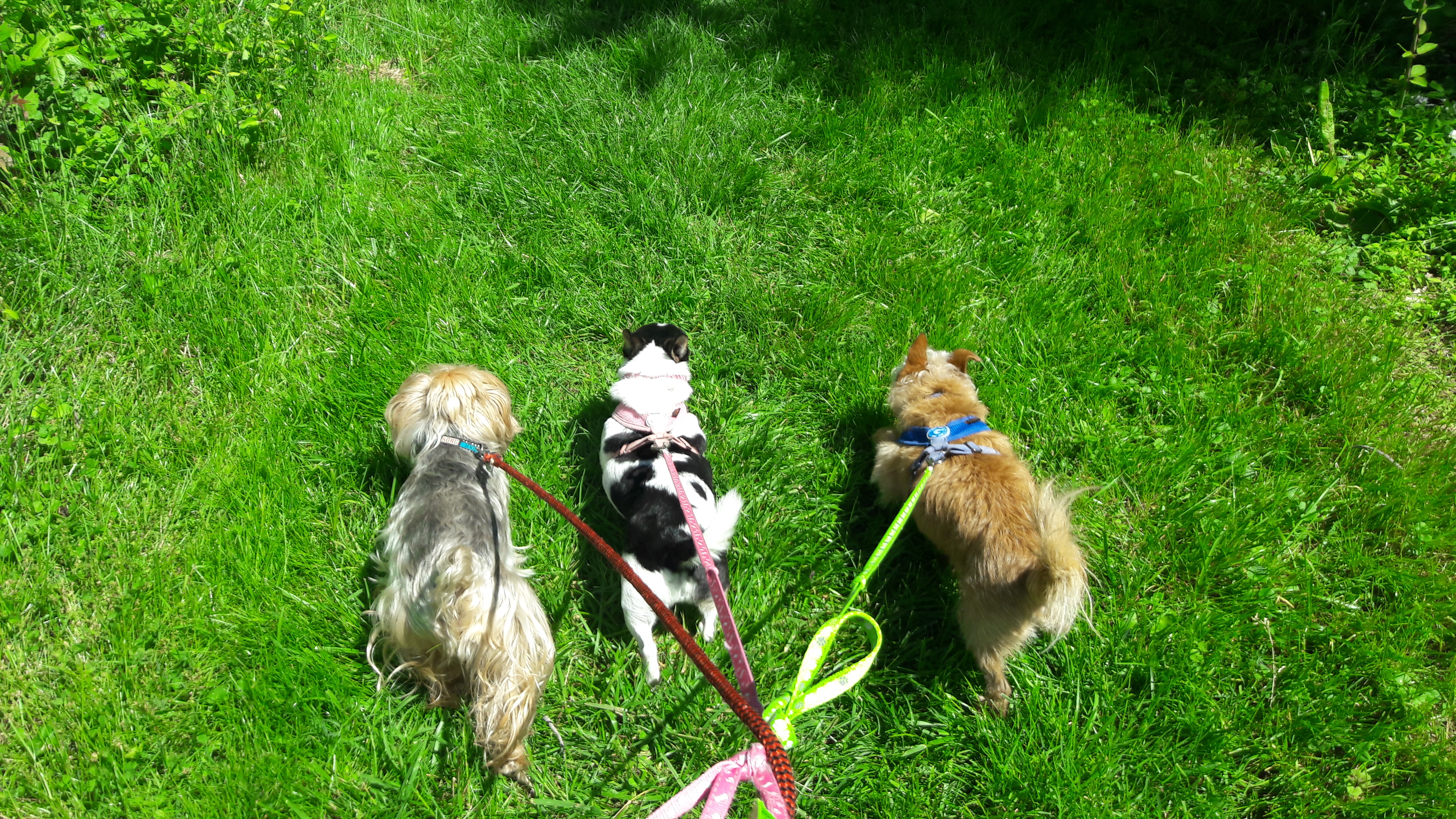 Three dogs playing in lush green grass