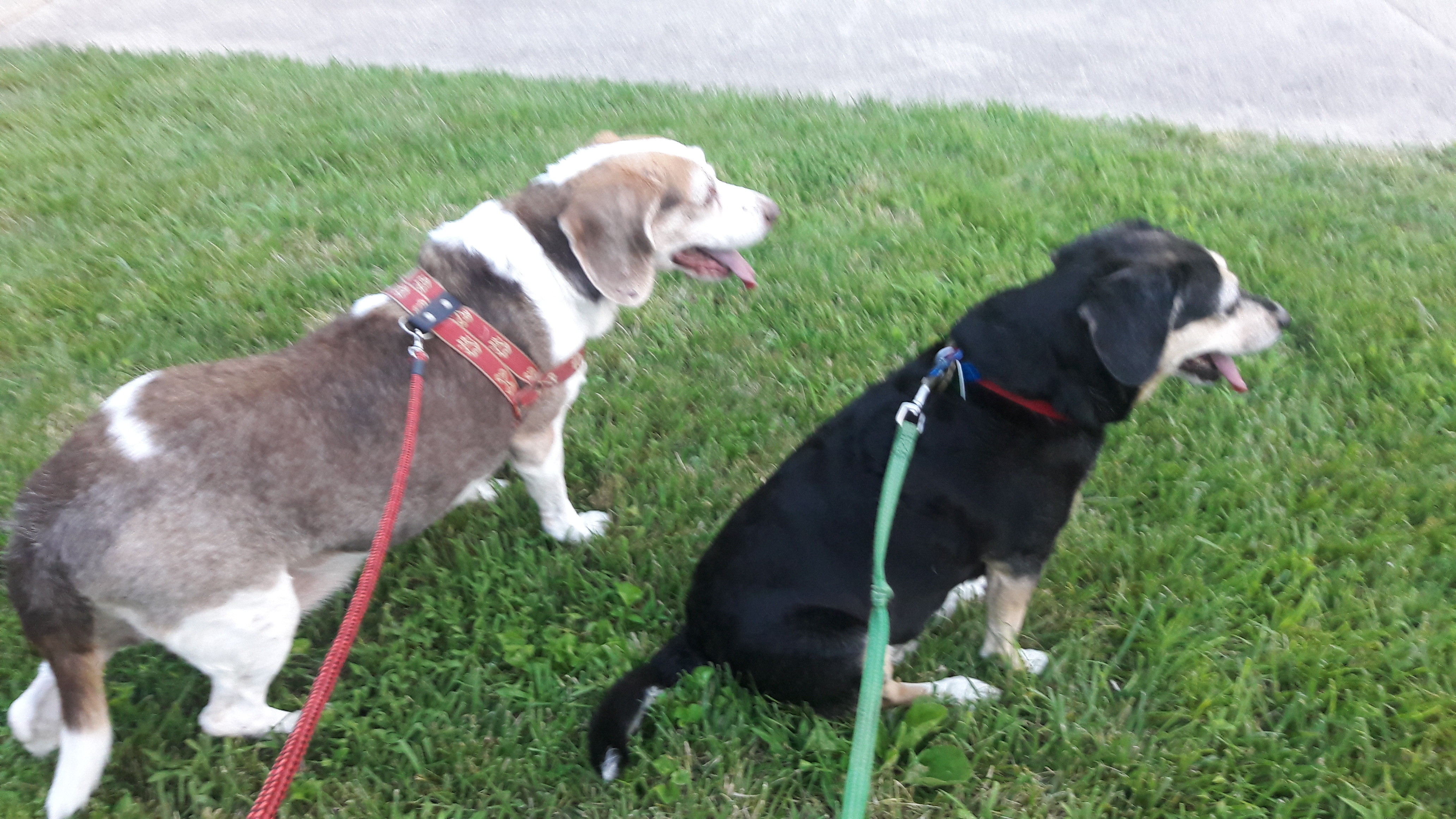 Two dogs on a leash enjoying the park