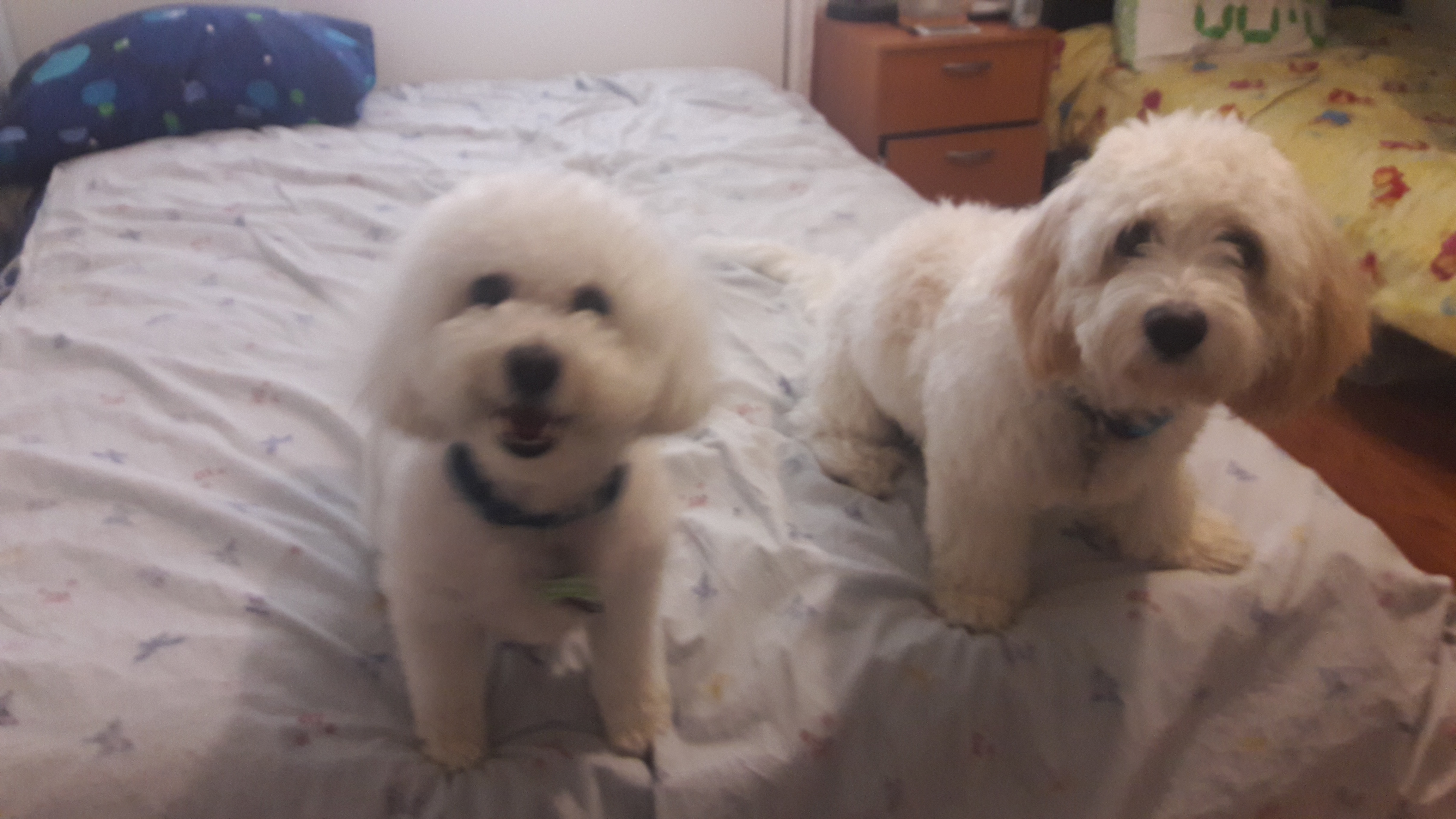 Two fluffy white dogs on a bed